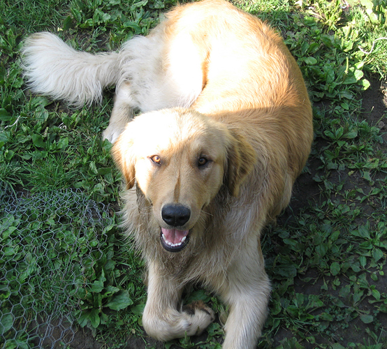 Baxter.jpg
