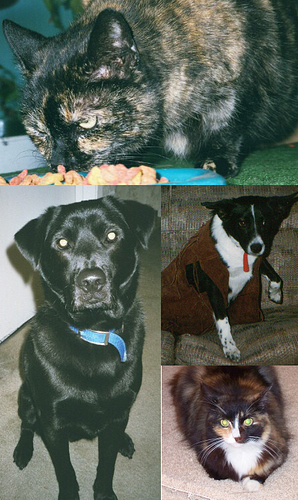 mycats&dogs.jpg
