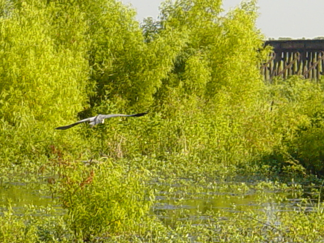bird2.jpg