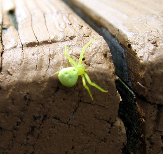 alienspider.jpg