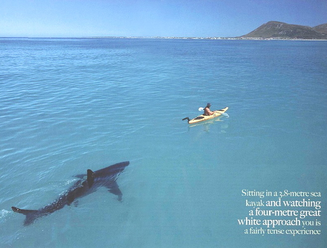 GreatWhite.jpg