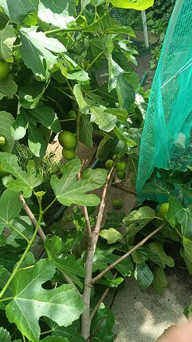IMG_20250728_101021