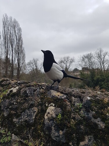A beautiful magpie