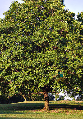 nat tree.jpg