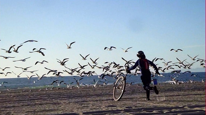 birds.jpg