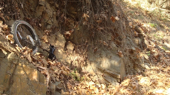 leaves.JPG