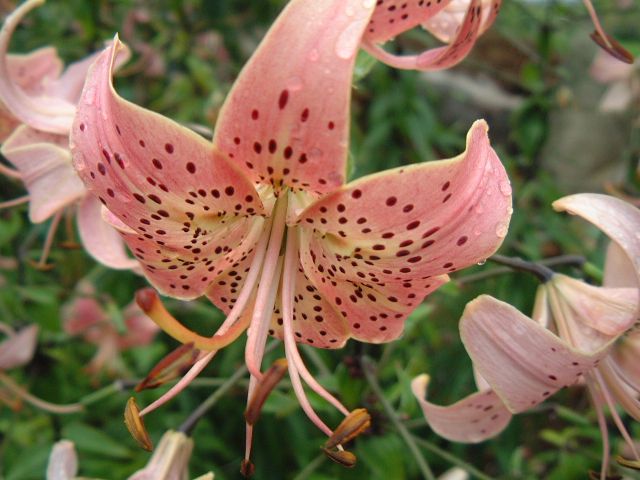 DSCF0602b.jpg