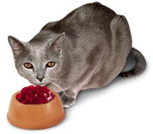 cat eating Jello 2.jpg