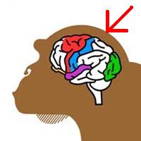 monkey%20brain1.jpg