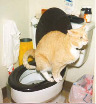 muffin_toilet.jpg