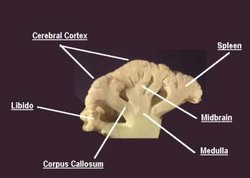 250px-Brain1.jpg