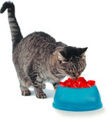 img_cat_eating.jpg