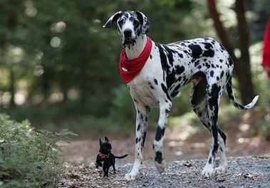 dog sizes.jpg