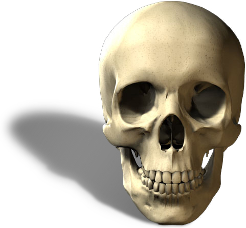 Skull.jpg