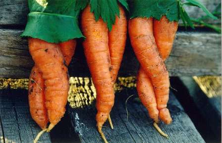 carrots.jpg