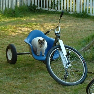 bigwheel.jpg
