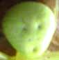 alien.jpg
