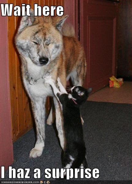 funny-pictures-cat-stops-dog-hallway.jpg