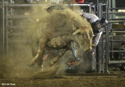 Dusty Bull by Jim Thode