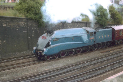 Mallard.jpg