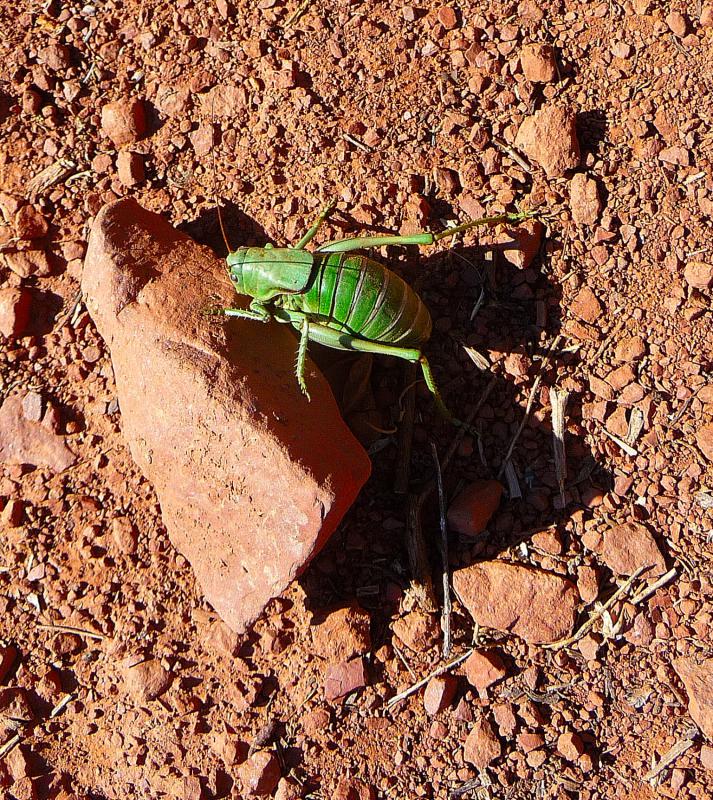Grasshopper001.jpg