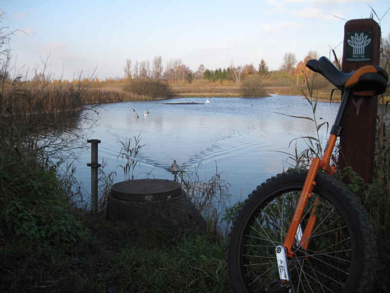 swan.jpg