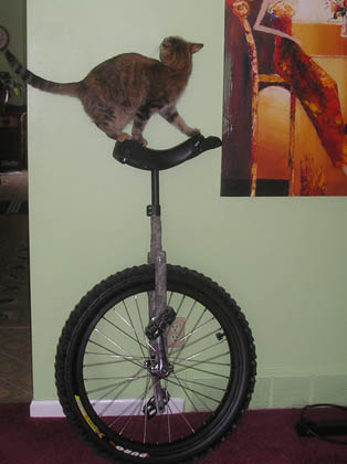 unicat.jpg