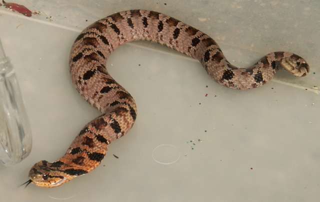 snakeresize.jpg