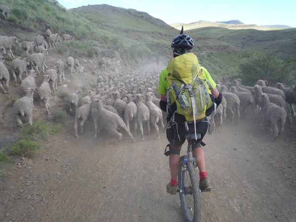 Sheep army.JPG