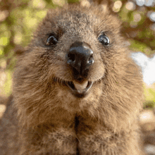 a close up of a squirrel 's face with its mouth open