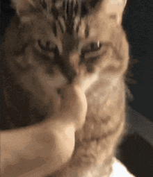 a close up of a cat being held in someone 's arms