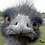 birds_on_unicycles