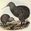 Kiwi_Earl